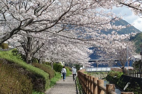 静岡市 桜並木