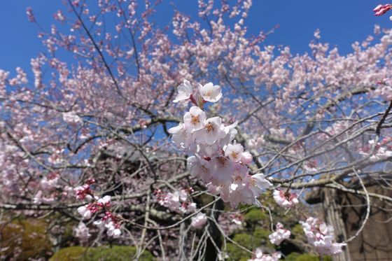 高麗 聖天院 桜