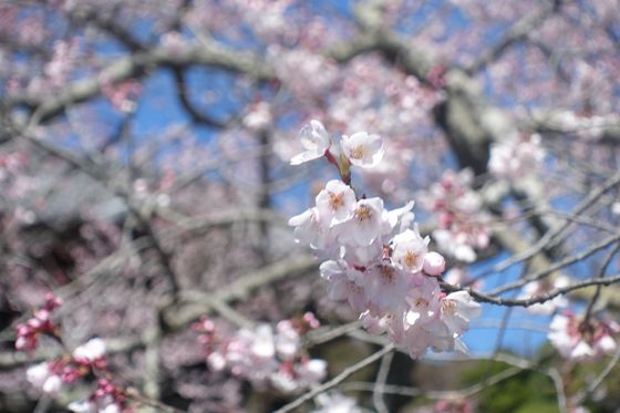 聖天院 桜 開花状況