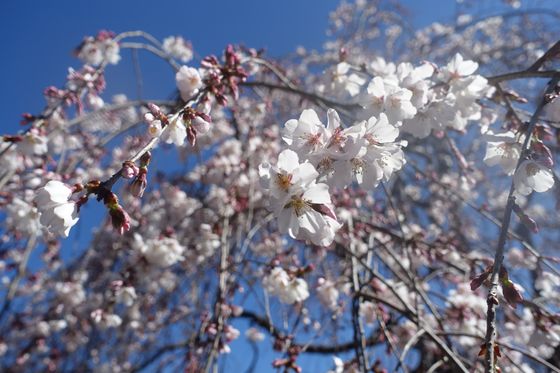 聖天院 三春滝桜