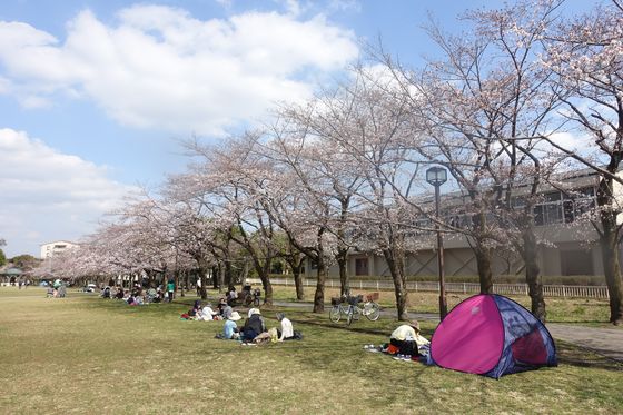 宝野公園 多摩市 桜