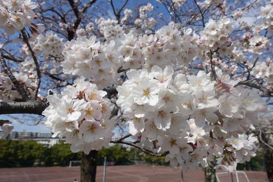 宝野公園 桜 開花状況
