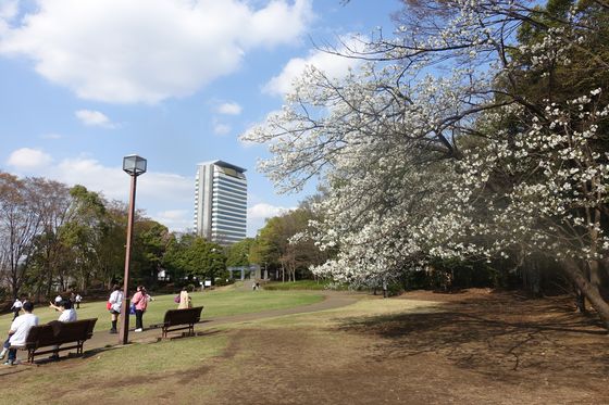 多摩中央公園 大芝生広場 桜