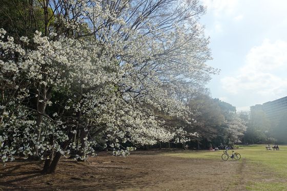多摩 公園 桜
