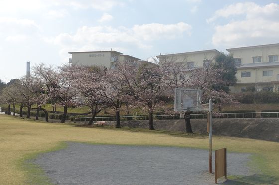 奈良原公園 花見