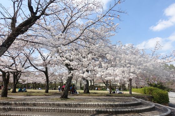 奈良原公園 桜 見頃