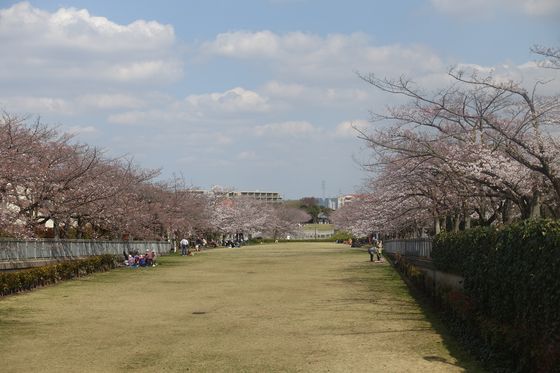 奈良原公園 桜