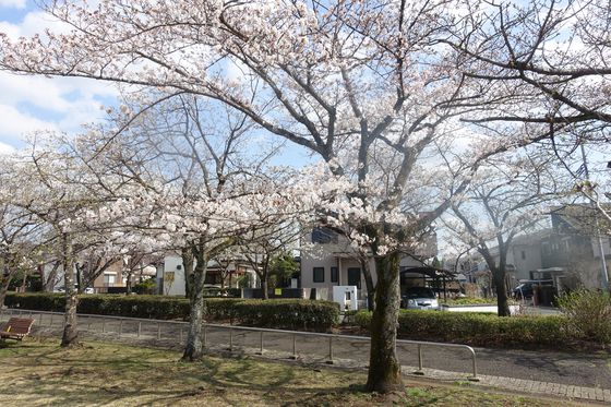 奈良原公園 春