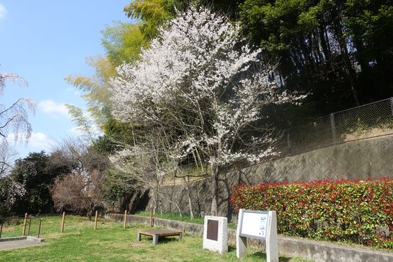 多摩 公園 桜