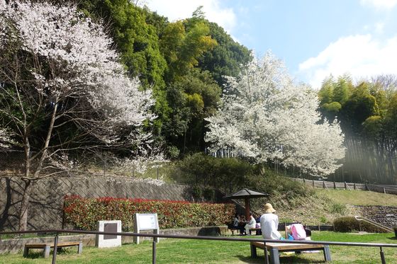 鶴牧西公園 桜