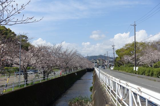 横内川桜並木