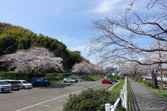 愛宕霊園 桜