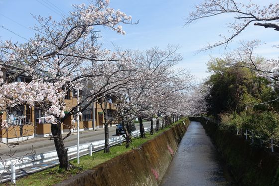 横内川 桜