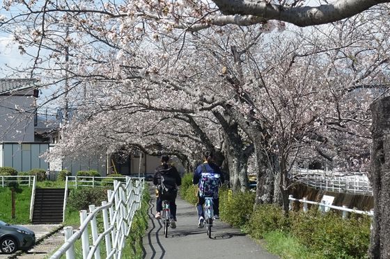 静岡 横内川桜並木