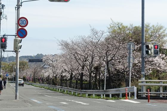静岡市 桜