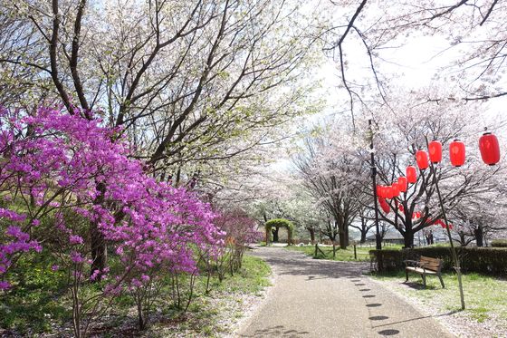 相原中央公園 桜まつり
