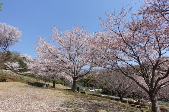 町田 公園 桜