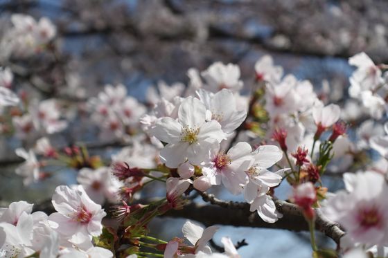 相原中央公園 桜 開花状況