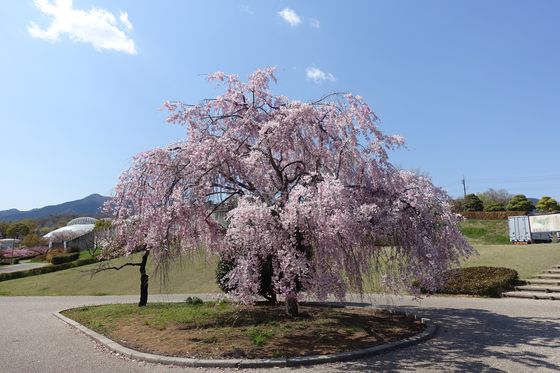 笛吹川フルーツ公園 しだれ桜