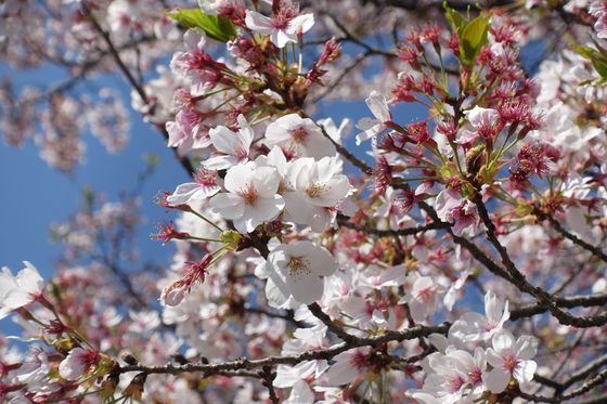 笛吹川フルーツ公園 桜 開花状況