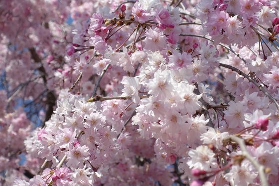 笛吹川フルーツ公園 枝垂れ桜