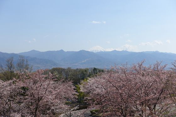 笛吹川フルーツ公園 桜