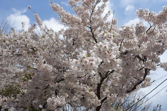 函館 桜
