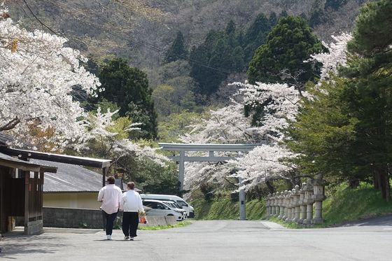 函館八幡宮 桜