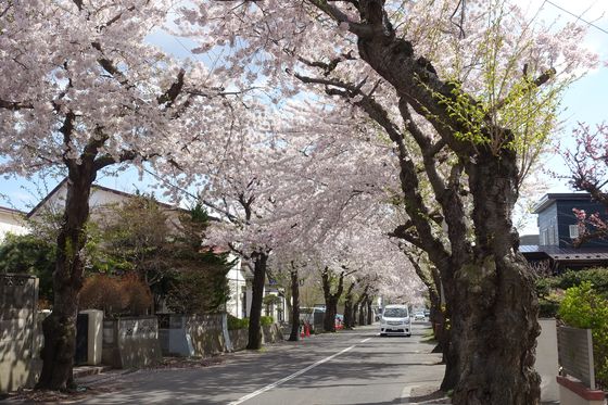 桜が丘通り 春