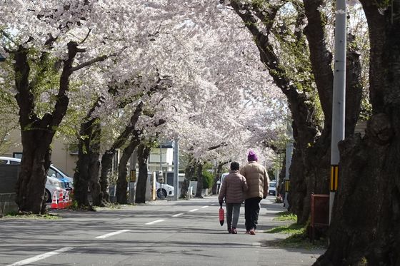 桜が丘通り 函館
