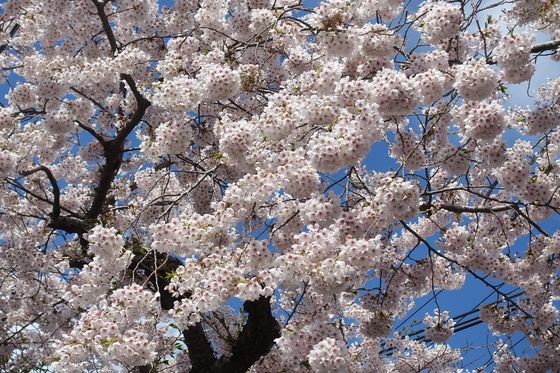 桜が丘通り 函館 開花状況