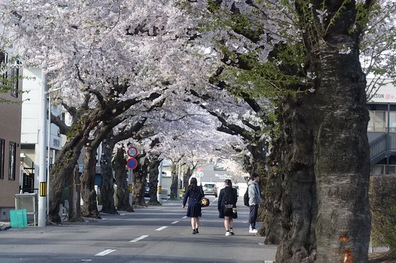 函館 桜並木