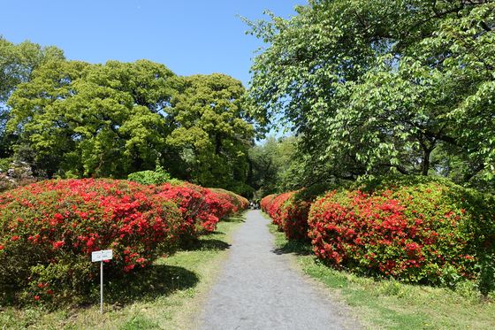 小石川植物園 ツツジ園