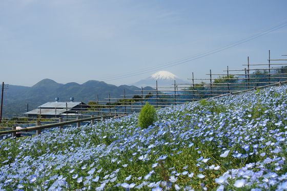 ネモフィラ 富士山