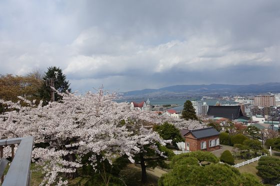 函館山 桜