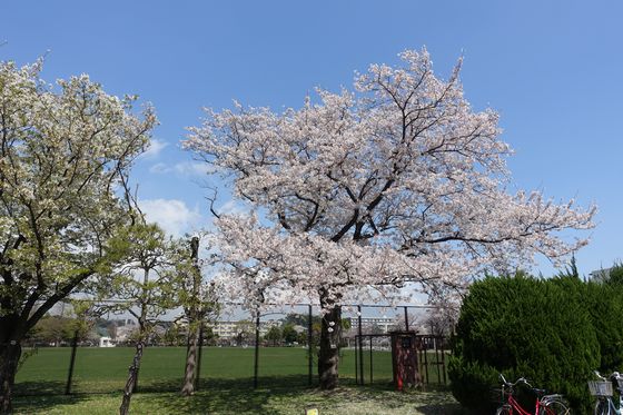 長浜公園 桜
