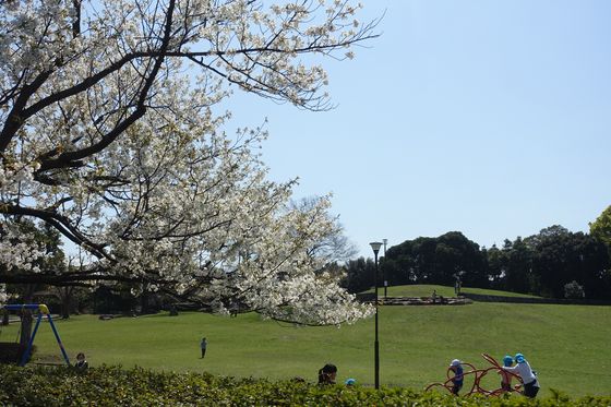 金沢区 公園 桜