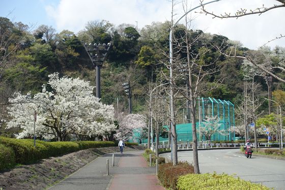 金沢区 長浜公園 桜