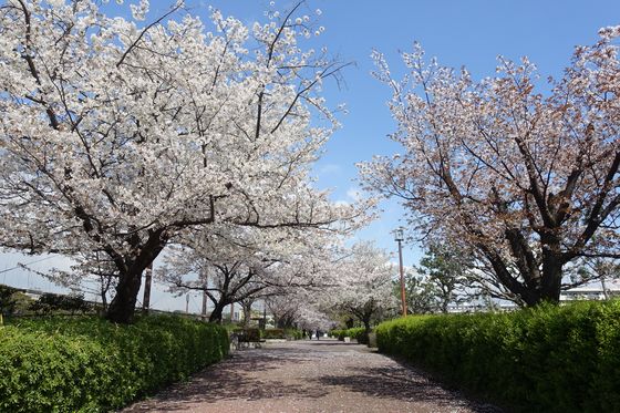 長浜公園 金沢区 桜