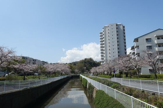 金沢区 桜 穴場