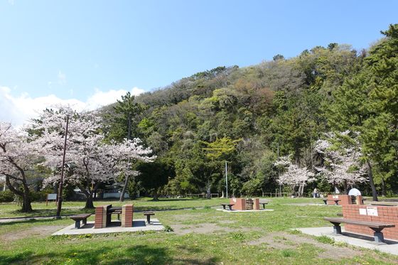 金沢区 桜