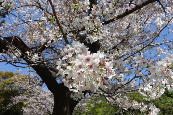 野島公園 桜 開花状況