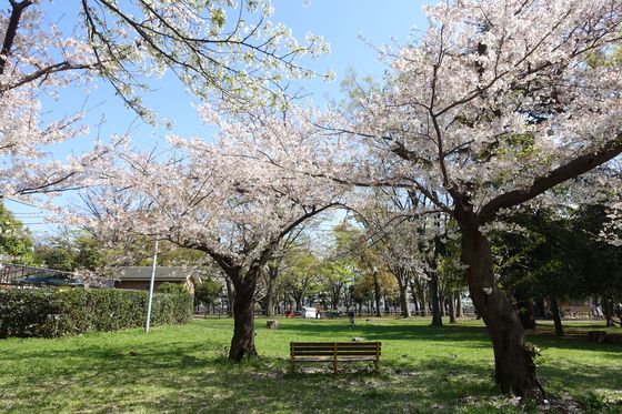 野島公園 桜 見頃