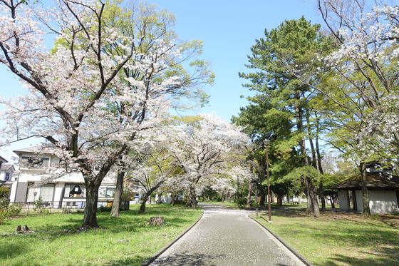 金沢区 公園 桜