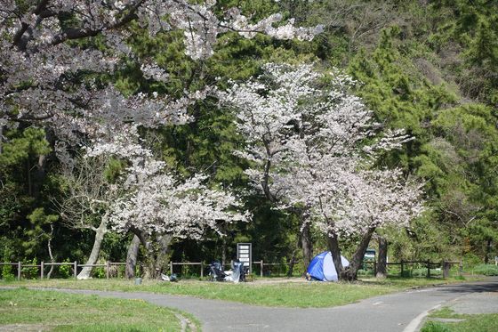 桜 野島公園