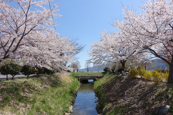 岡谷湖畔公園 桜 見頃