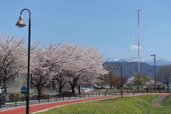 岡谷湖畔公園 桜
