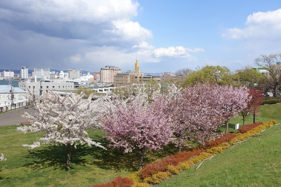 ペリー広場 桜