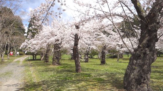 笹流ダム前庭広場 桜