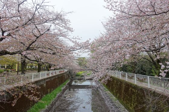 仙川平和公園 桜